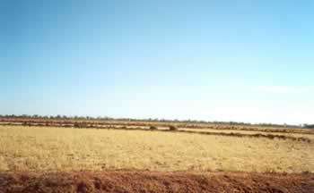 Rice stubble on part of the station.