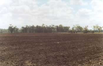 Cropping clay soils in the lower part of the study area.