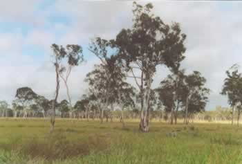 Floodplains in the upper part of the catchment.