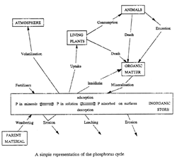 A simple representation of the phosphorous cycle.