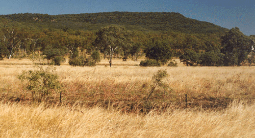 Remnant vegetation scene